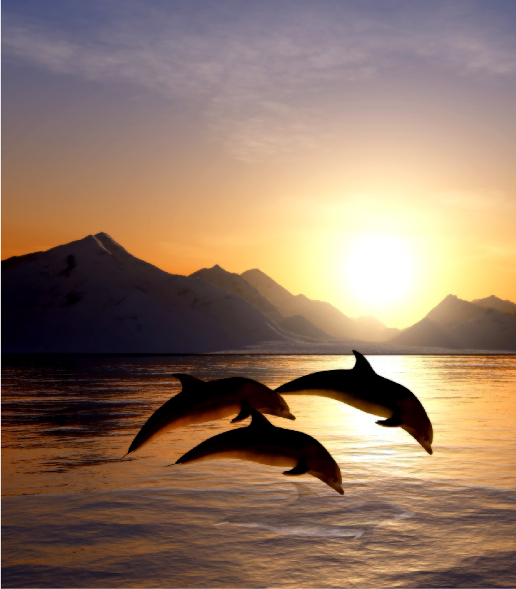 3 Delfine, die aus dem Wasser springen